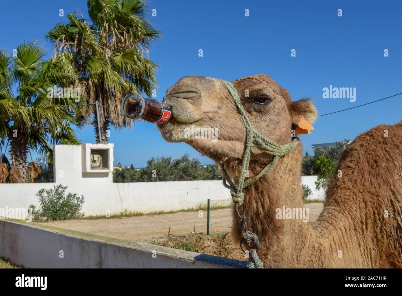 Sousse, Tunesien - 8 November 2019: Kamel trinken eine Cola in Sousse in Tunesien Stockfoto