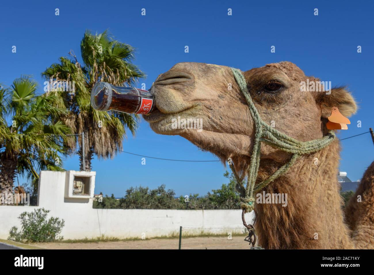 Sousse, Tunesien - 8 November 2019: Kamel trinken eine Cola in Sousse in Tunesien Stockfoto