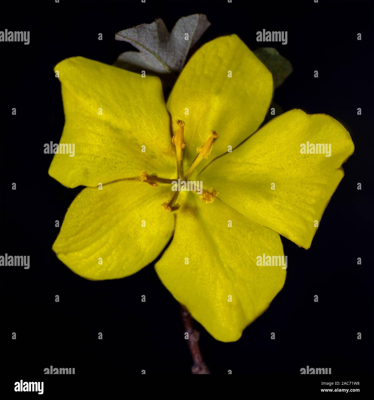 Top (Oben) von einer gelben Kalifornien Herrlichkeit Blume, Fremontodendron, auf schwarzem Hintergrund Stockfoto