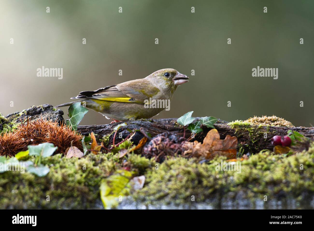 Europäische grünfink (Chloris Chloris) Ernährung Stockfoto