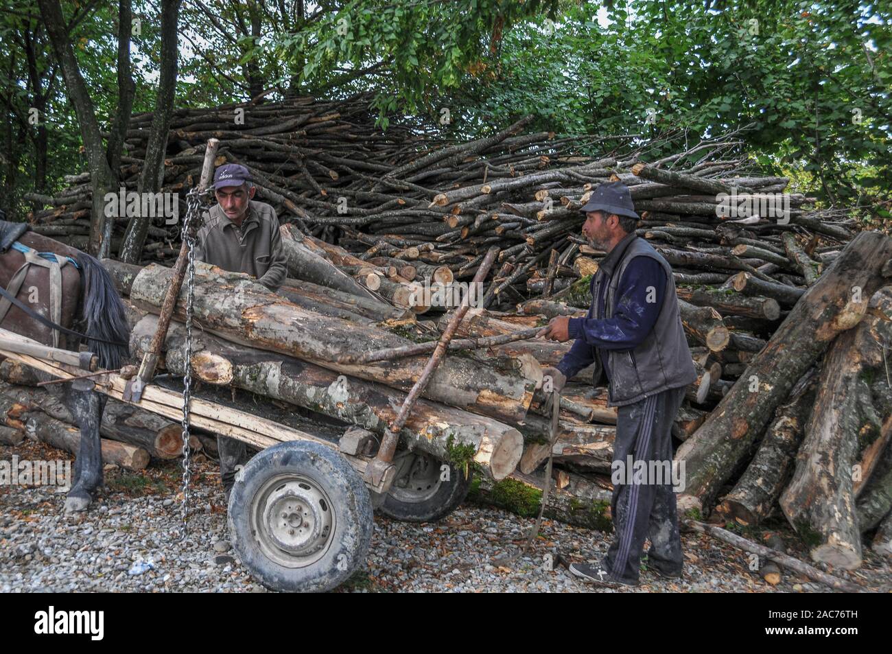 Holzfäller in der Nähe von Telavi, Kachetien, Georgien Stockfoto