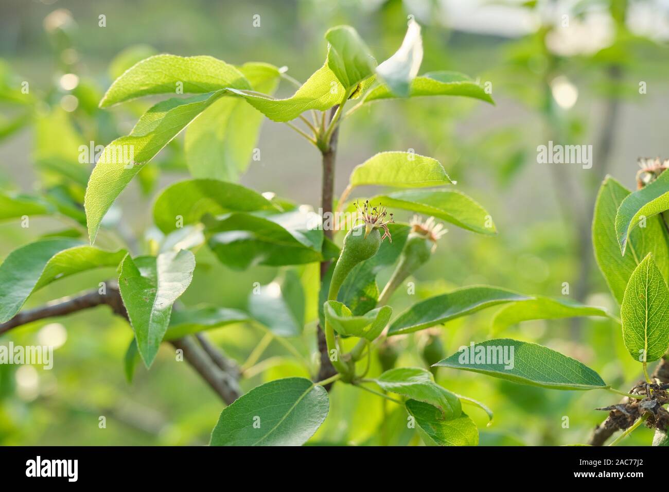 Pear Frucht am Baum, Frühling Saison Anfang des Sommers im Garten, grün Natur Textur Hintergrund Stockfoto