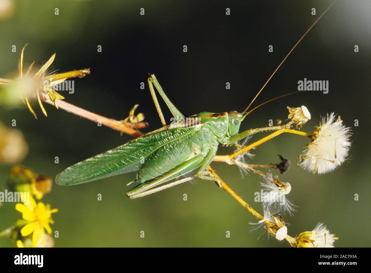 Grünes Heupferd, großes Heupferd (Tettigonia viridoissima), Stockfoto