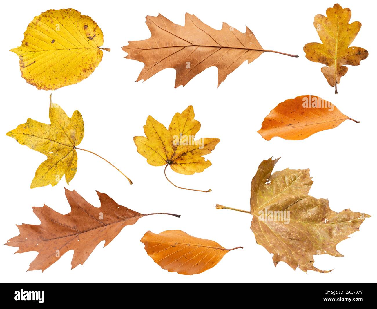 Sammlung schöne bunte verschiedene Blätter im Herbst, weht durch die Luft auf weißem Hintergrund, Herbst Konzept Hintergründe, Herbst Verkauf, Stockfoto