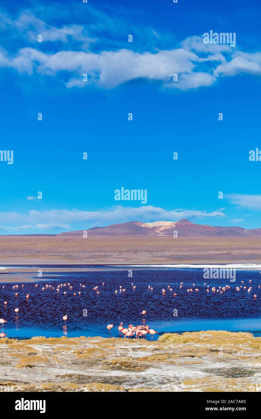 James Flamingos (phoenicoparrus andinus), Laguna Colorada, Reserva de Fauna Andina Eduardo Avaroa, südlichen Altiplano, Potosi, im Südwesten von Bolivien, Stockfoto