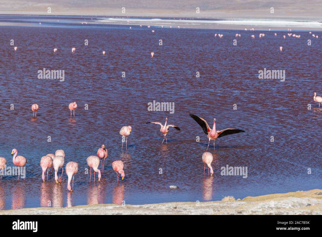 James Flamingos (phoenicoparrus andinus), Laguna Colorada, Reserva de Fauna Andina Eduardo Avaroa, südlichen Altiplano, Potosi, im Südwesten von Bolivien, Stockfoto