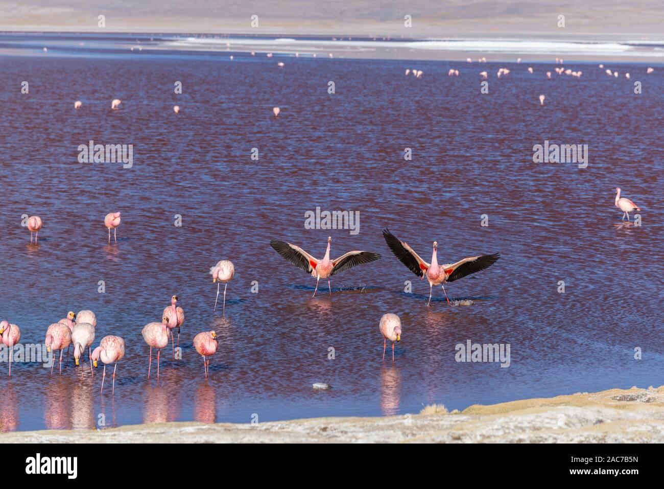 James Flamingos (phoenicoparrus andinus), Laguna Colorada, Reserva de Fauna Andina Eduardo Avaroa, südlichen Altiplano, Potosi, im Südwesten von Bolivien, Stockfoto