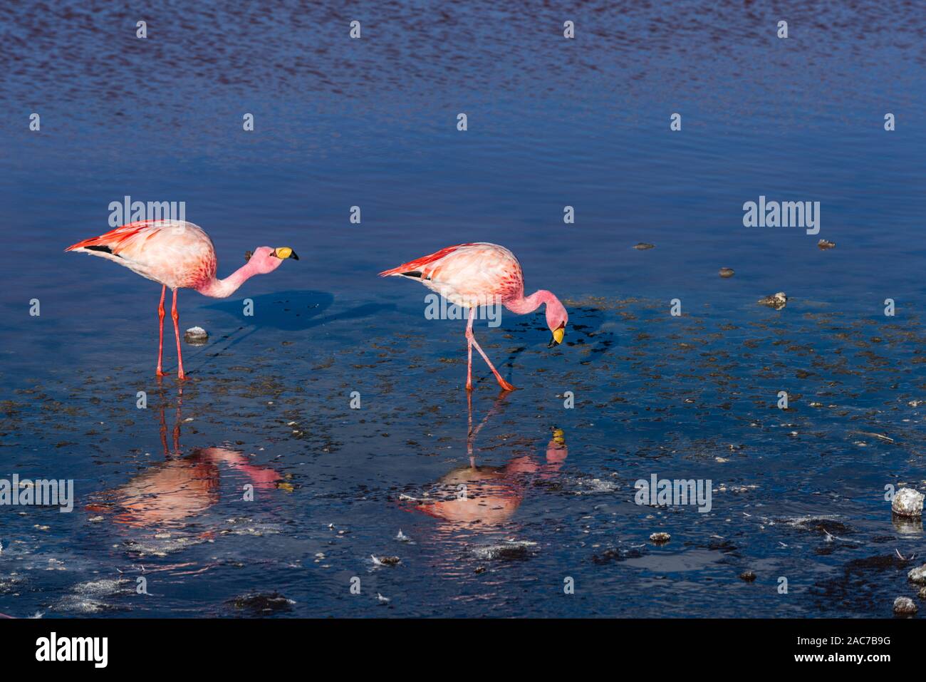 James Flamingos (phoenicoparrus andinus), Laguna Colorada, Reserva de Fauna Andina Eduardo Avaroa, südlichen Altiplano, Potosi, im Südwesten von Bolivien, Stockfoto