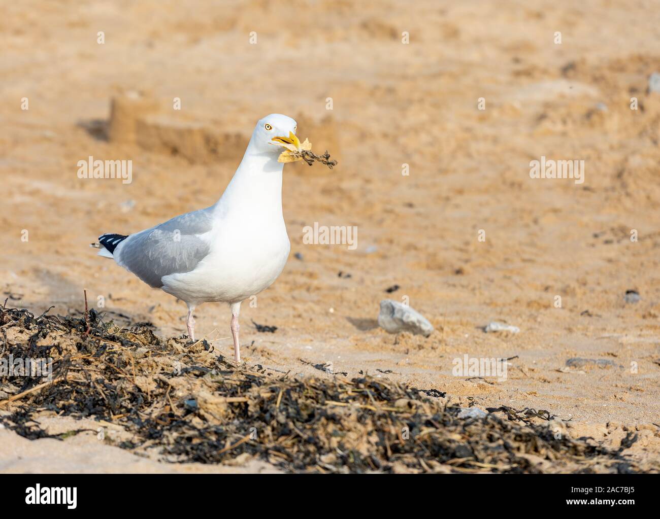 Seagull Spülsystem für Essensreste an einem Sandstrand Stockfoto
