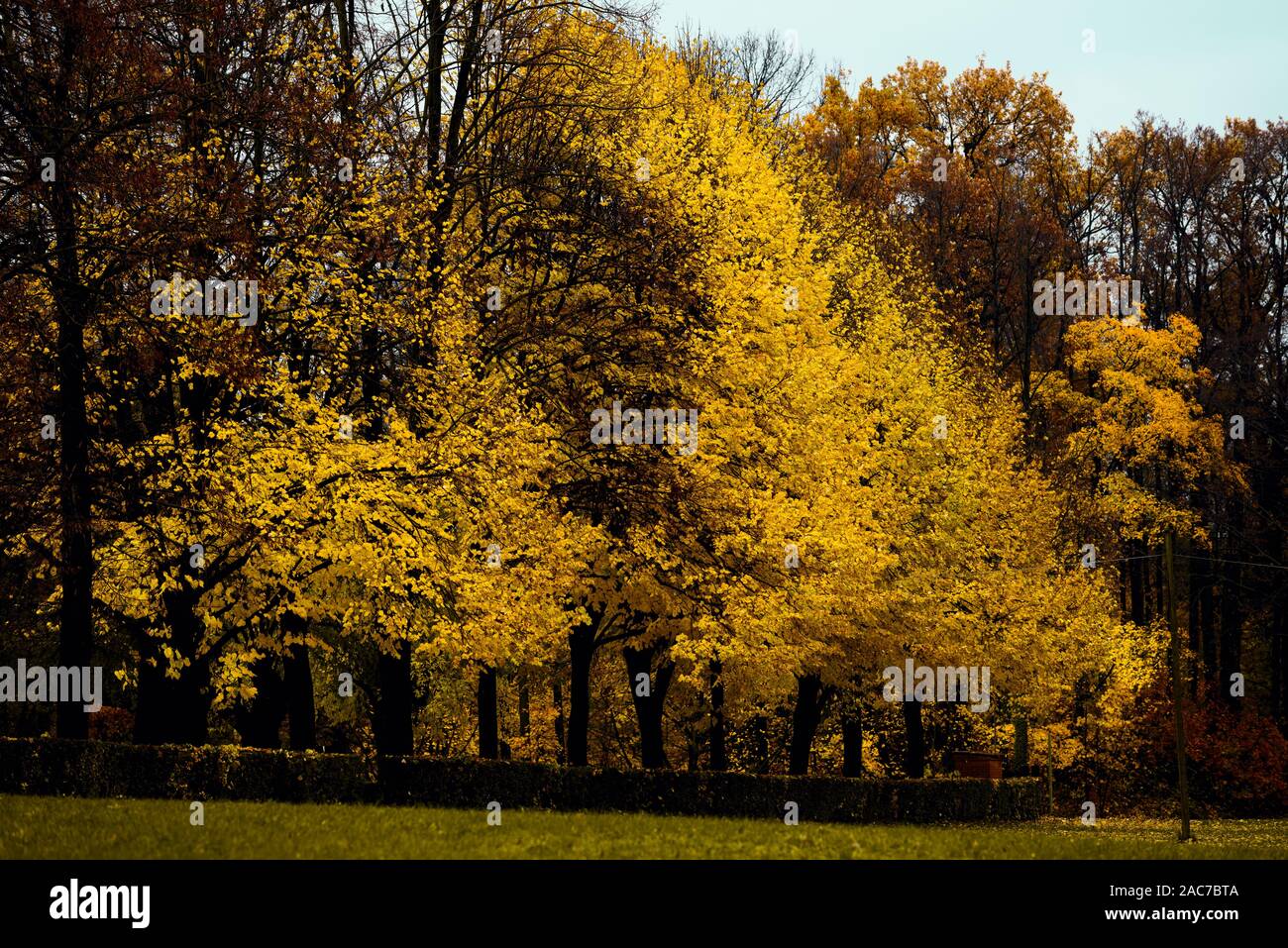 Bäume im Herbst mit gelben Blätter bilden ein Dreieck Stockfoto