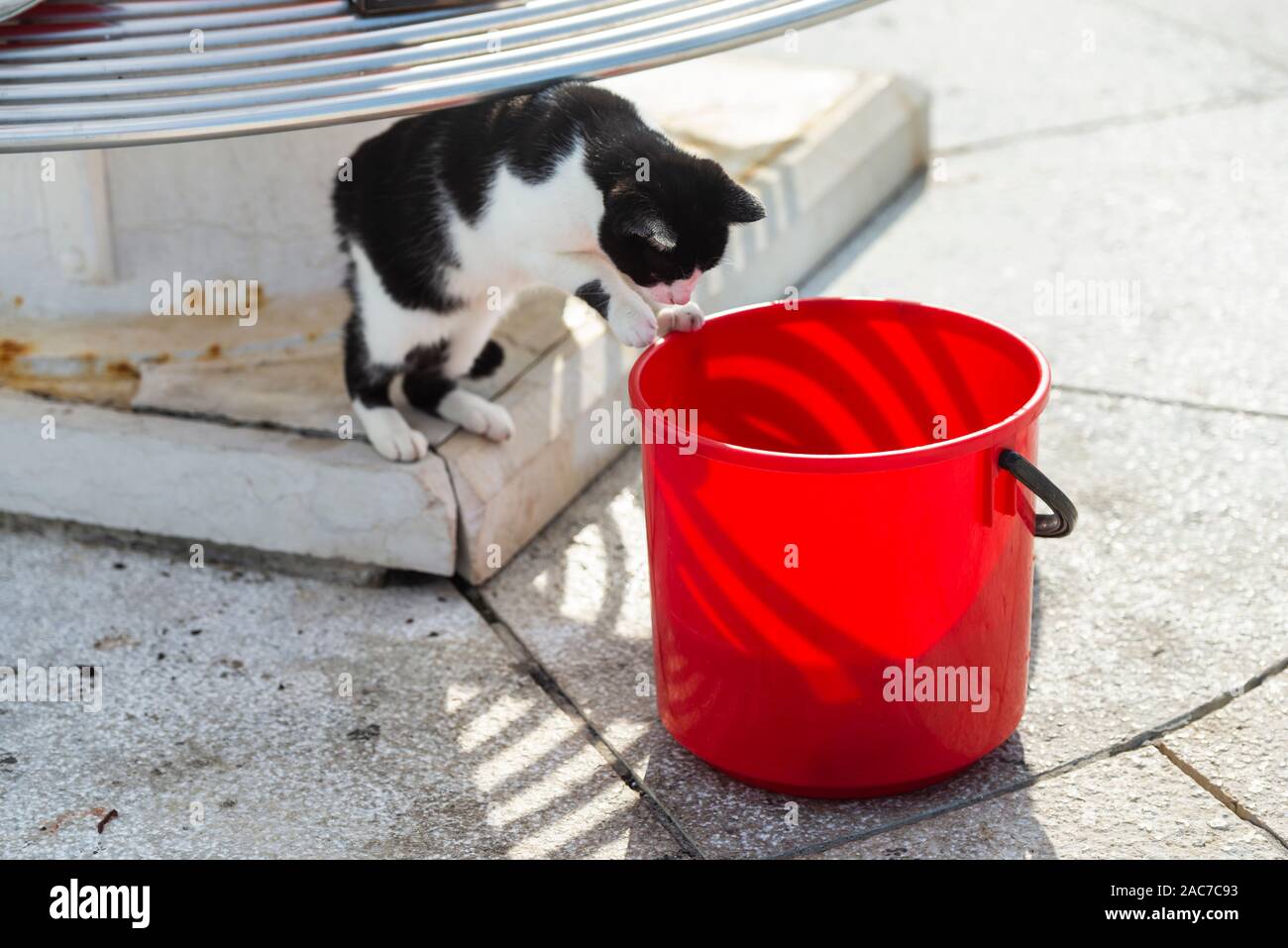 Schwarze und weiße Katze schaut für Fische in einem roten Eimer Wasser in den Hafen von Cres, Kvarner Bucht, Kroatien Stockfoto