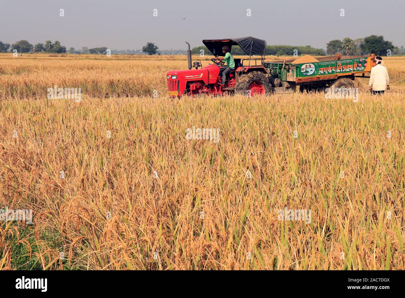 Bardhaman, Westbengalen, Indien am 29. November 2019 - Traktor wartet auf das Sammeln von Reis im Paddy Field. Stockfoto