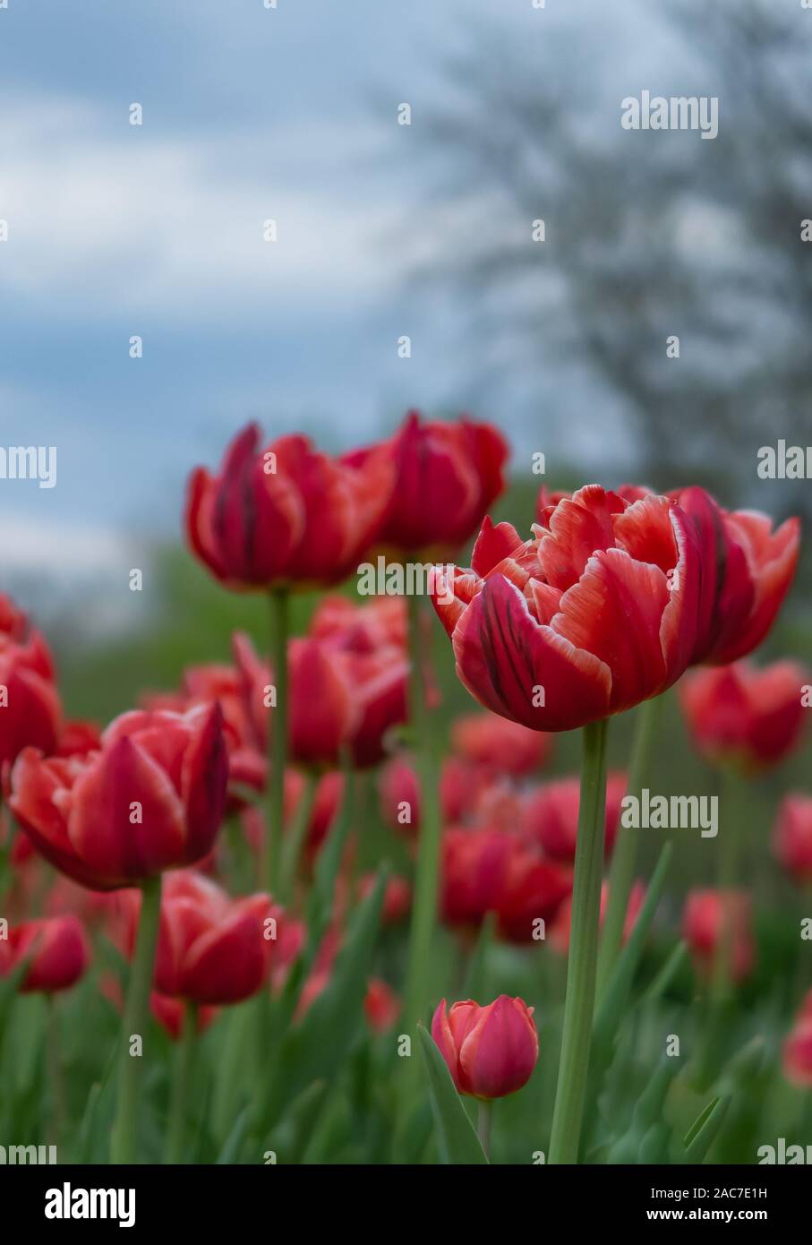 Rote Tulpen auf dem Feld Stockfoto
