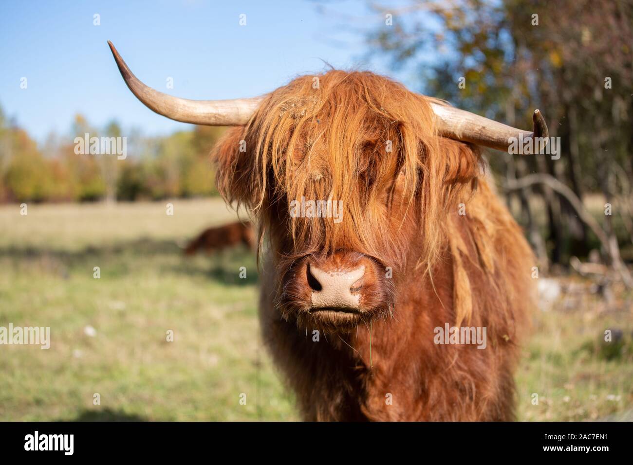 Kuh Portrait im Sommer Stockfoto