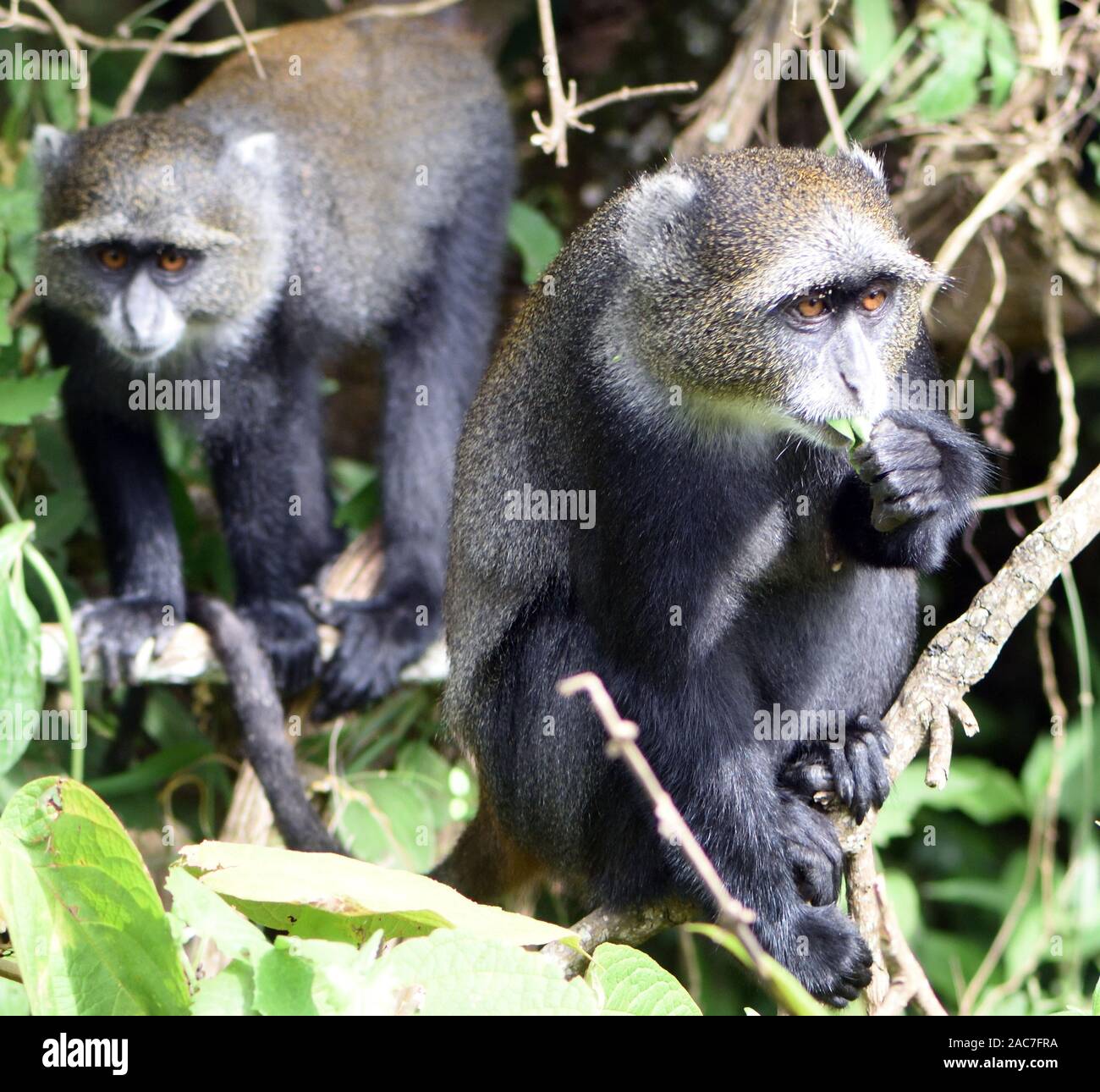 Ein Sykes' Affen (Cercopithecus albogularis) Futter für die Blätter. Arusha Nationalpark. Arusha, Tansania. Stockfoto