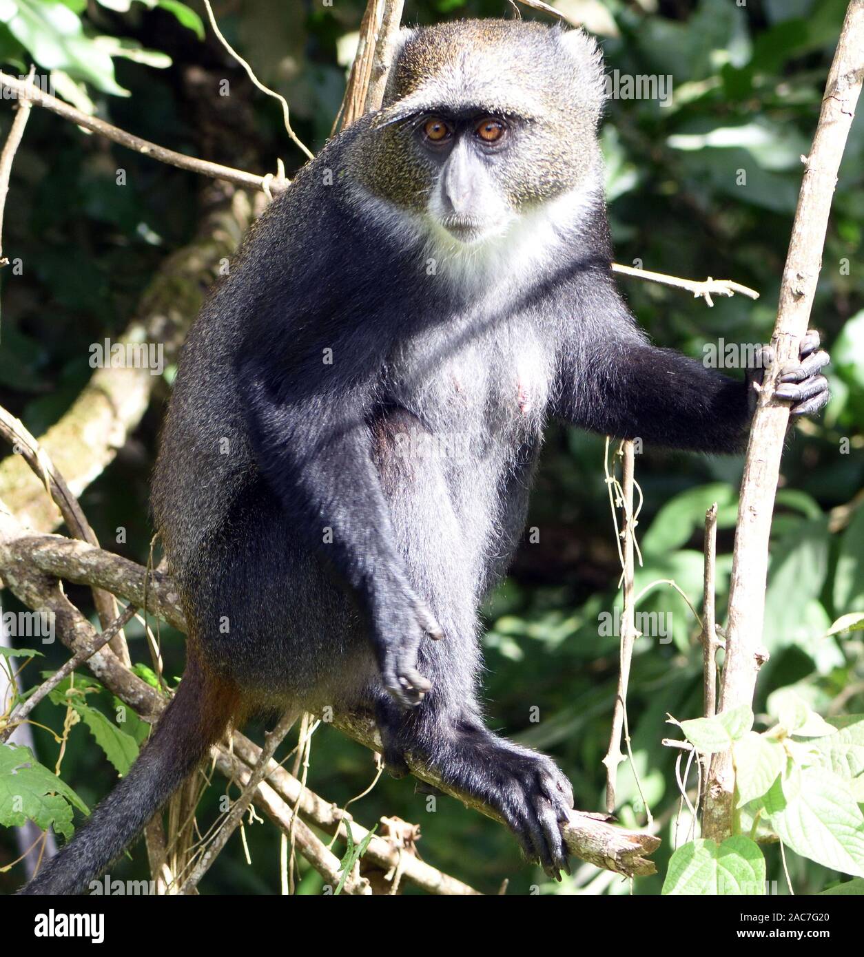 Ein Sykes' Affen (Cercopithecus albogularis) Futter für die Blätter. Arusha Nationalpark. Arusha, Tansania. Stockfoto