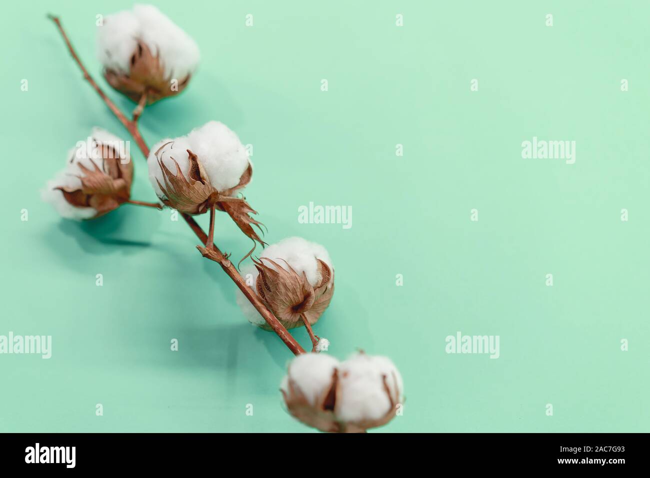 Zweig von Baumwolle auf einem mint Hintergrund. Umweltfreundlichkeit Stockfoto
