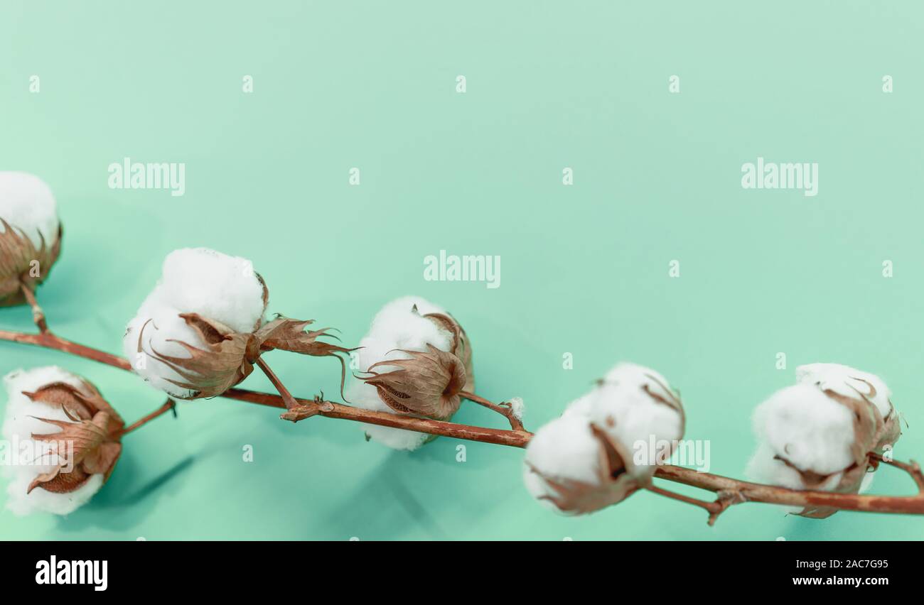 Zweig von Baumwolle auf einem mint Hintergrund. Umweltfreundlichkeit Stockfoto