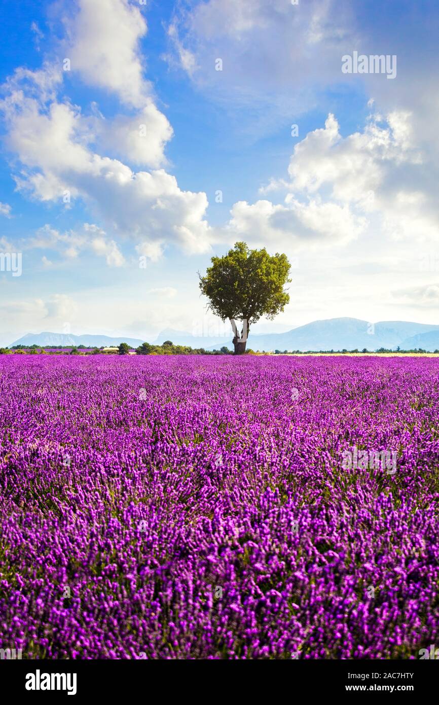 Lavendel Blumen blühen Feld und ein einsamer Baum. Valensole, Provence, Frankreich, Europa. Stockfoto