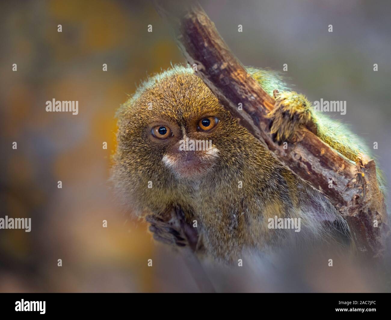 Pygmy marmoset Cebuella pygmaea eine der kleinsten Primaten in der Welt Stockfoto