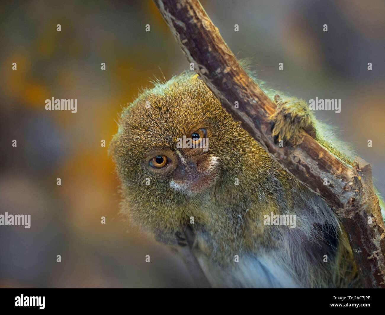 Pygmy marmoset Cebuella pygmaea eine der kleinsten Primaten in der Welt Stockfoto