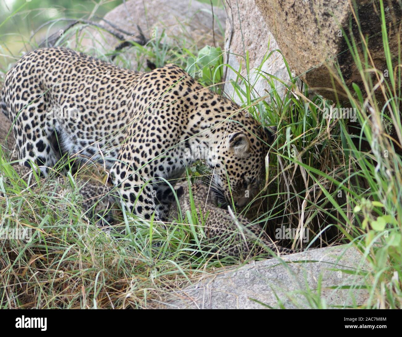 Eine weibliche Leopard (Panthera pardus) ruft ihre zwei sehr jungen Jungen, die Augen immer noch Blau, aus ihrer Höhle. Serengeti National Park, Tansania. Stockfoto