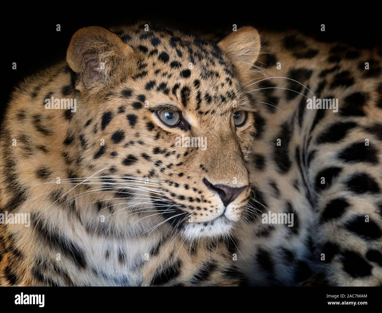 Portrait von Amur leopard Panthera pardus orientalis CAPTIVE Stockfoto