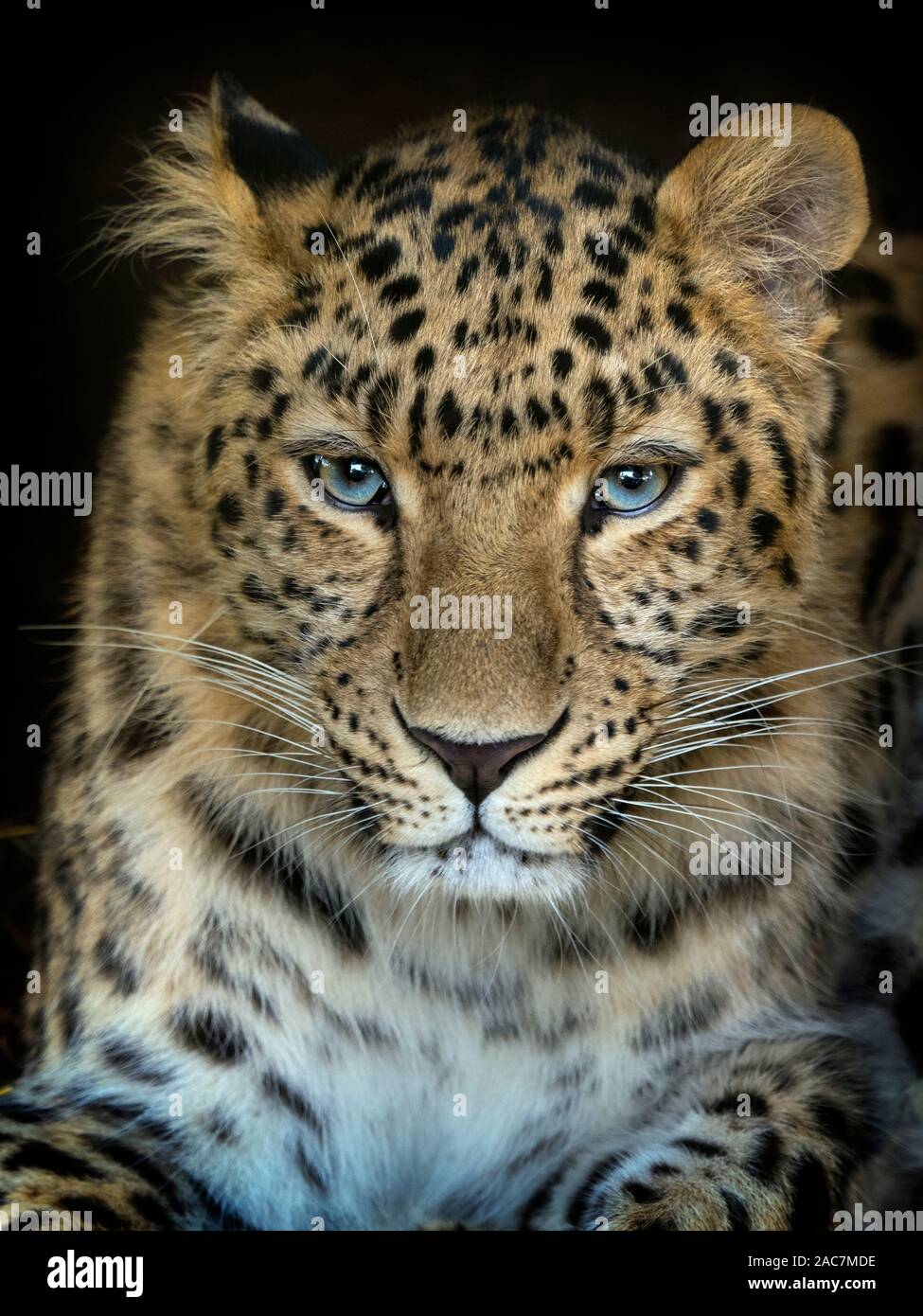 Portrait von Amur leopard Panthera pardus orientalis CAPTIVE Stockfoto
