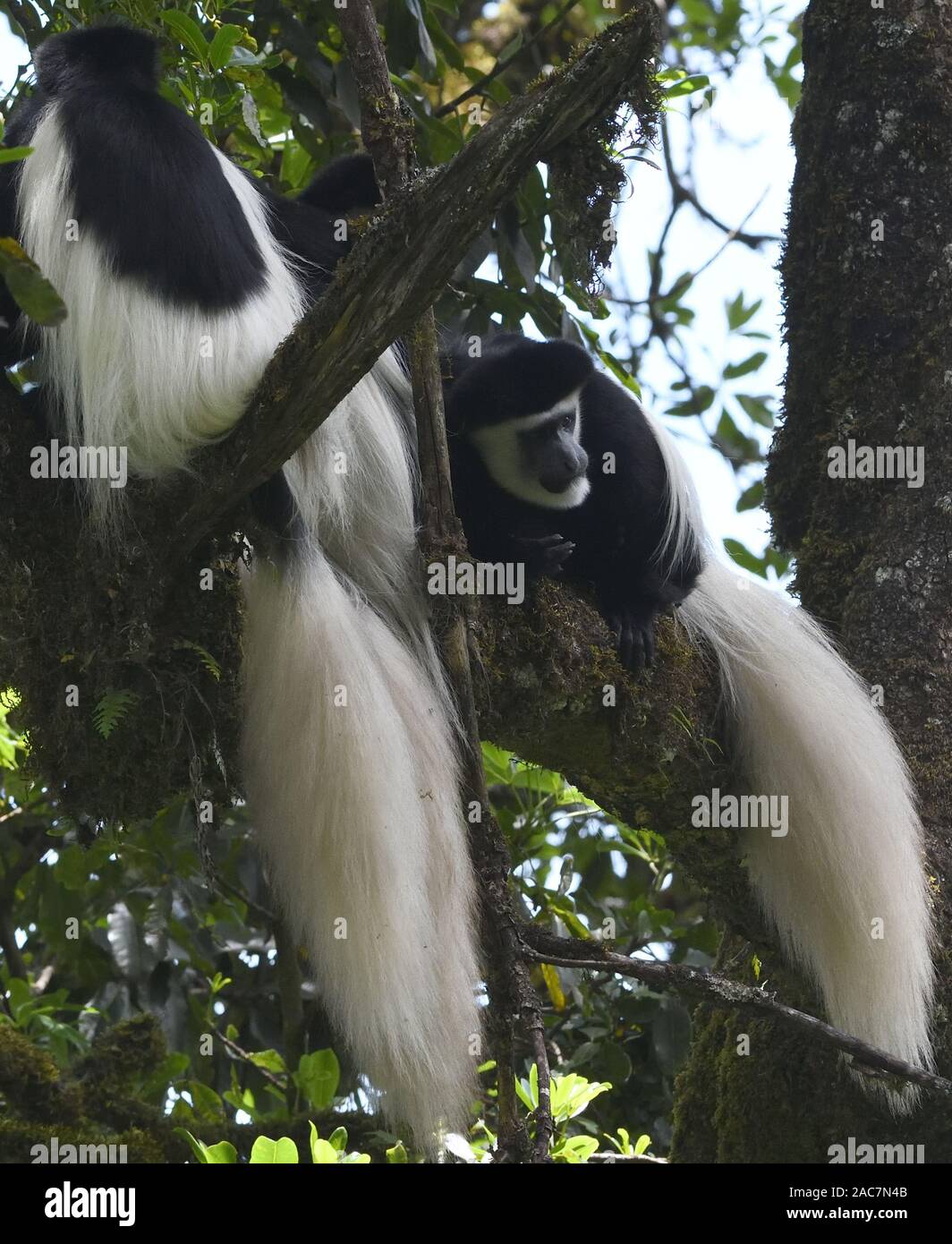 Eine Gruppe von schwarzen und weißen Colobus Affen, die mantelbrüllaffen guereza (Colobus guereza) mit ihren prächtigen weißen Mantels und Schwänze entspannen am Baum branche Stockfoto