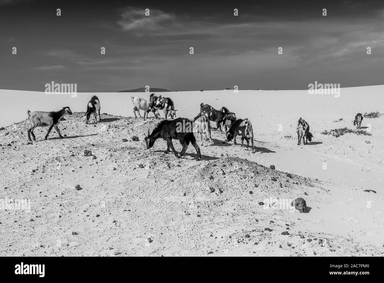 Schwarz-weiß-Ansicht einer Gruppe von typischen Ziegen weiden auf den berühmten Dünen von Corralejo, Fuerteventura, Kanarische Inseln, Spanien Stockfoto