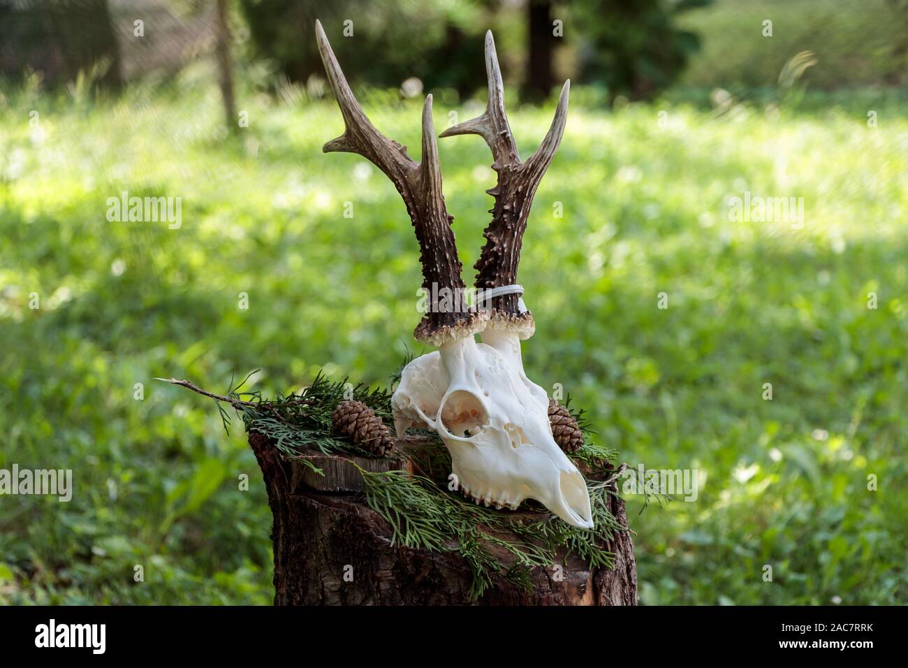 Schädel eines Hirschen mit Hörnern. Deer skull hautnah. Rotwild Schädel mit Zähnen. Stockfoto