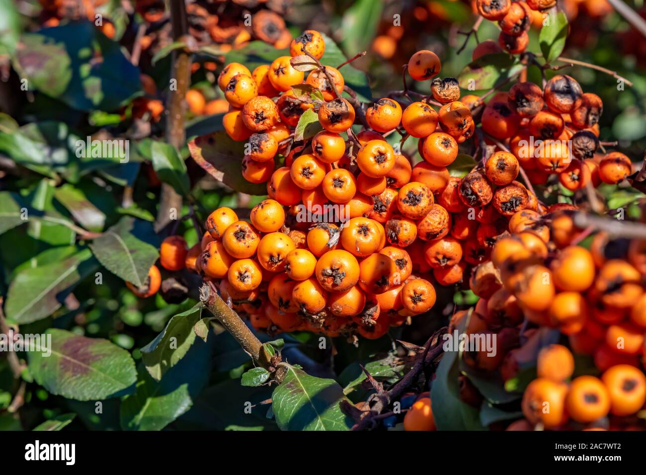 Makroaufnahme der orange Beeren eines firethorn (holzbär). Stockfoto