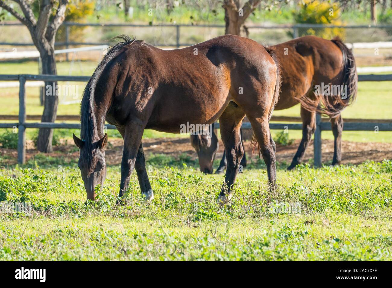 Nahaufnahme der Reinrassige Rennsporttechnik Pferde grasen in einem Feld oder Paddock auf einem Gestüt in der Pferderennen region Robertson, Südafrika Stockfoto