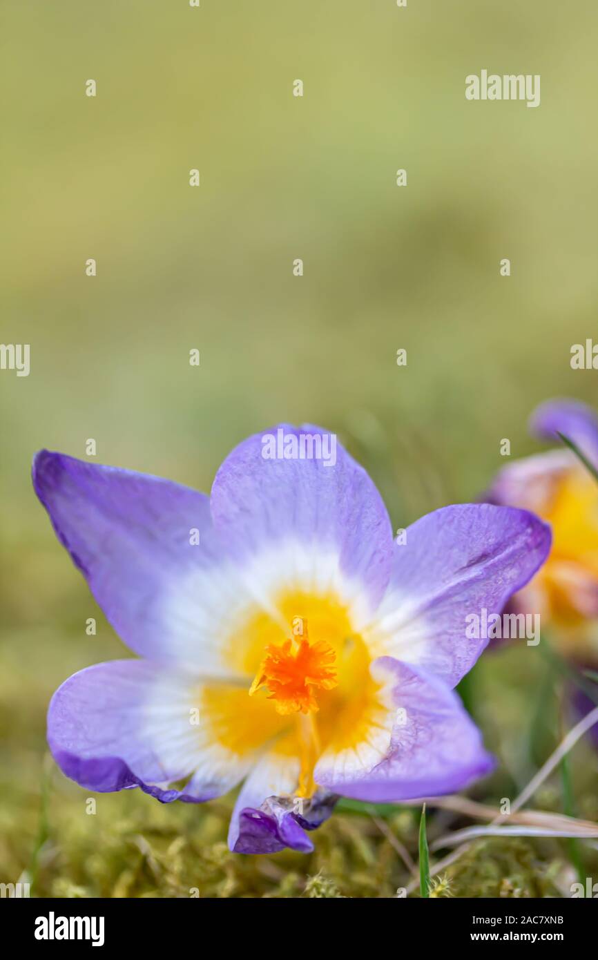 Krokus, Krokusse oder Plural croci ist eine Gattung von Blütenpflanzen in der iris Familie. Eine einzelne Krokus, ein paar Krokusse, einer Wiese, close-up Stockfoto