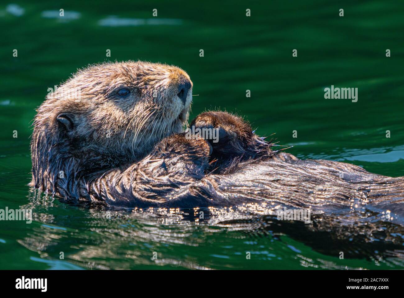 Sea Otter vor der nordwestlichen Küste von Vancouver Island, Cape Scott, British Columbia, Kanada. Stockfoto