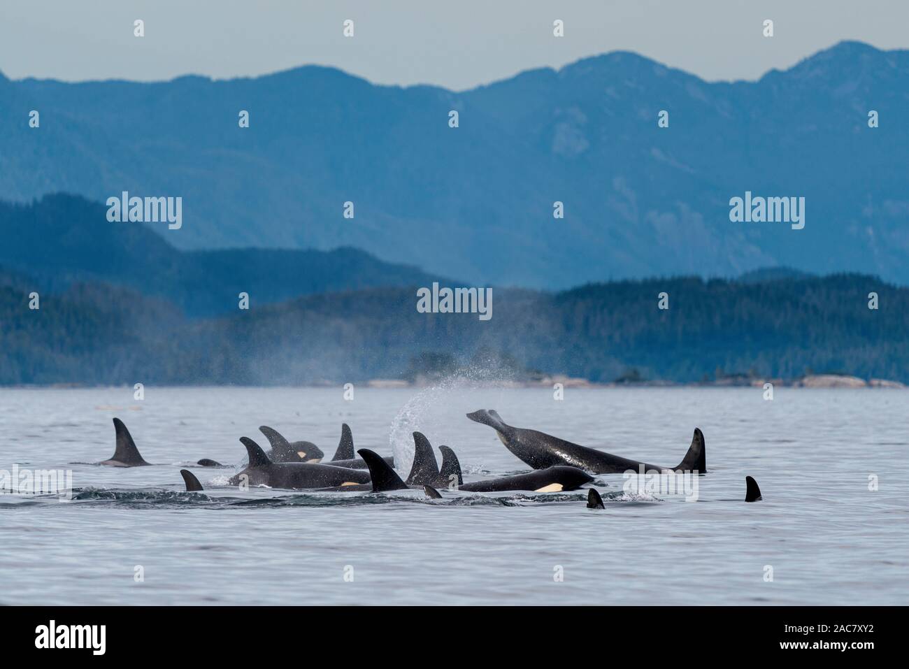 Gemischte Familie Hülsen der nördlichen Bewohner Schwertwale (Orcinus orca) mit der British Columbia Coastal Mountains im Hintergrund, in der Nähe der Broughton Stockfoto