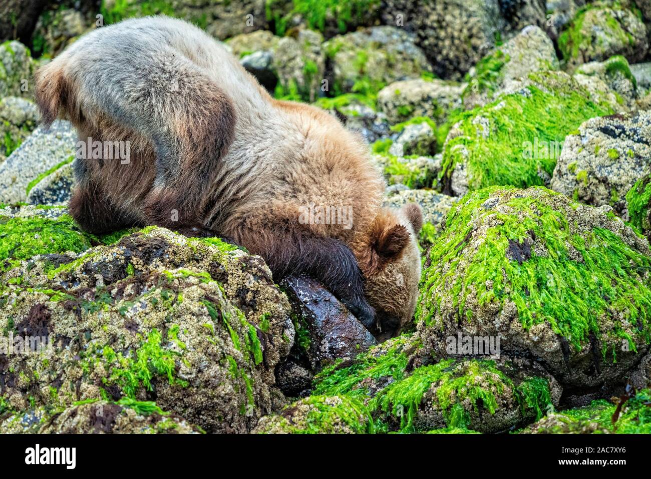 Sub - Erwachsene grizzly für Lebensmittel unter Felsen entlang der Ebbe im Knight Inlet, erste Nationen Gebiet, British Columbia, Kanada Suche Stockfoto