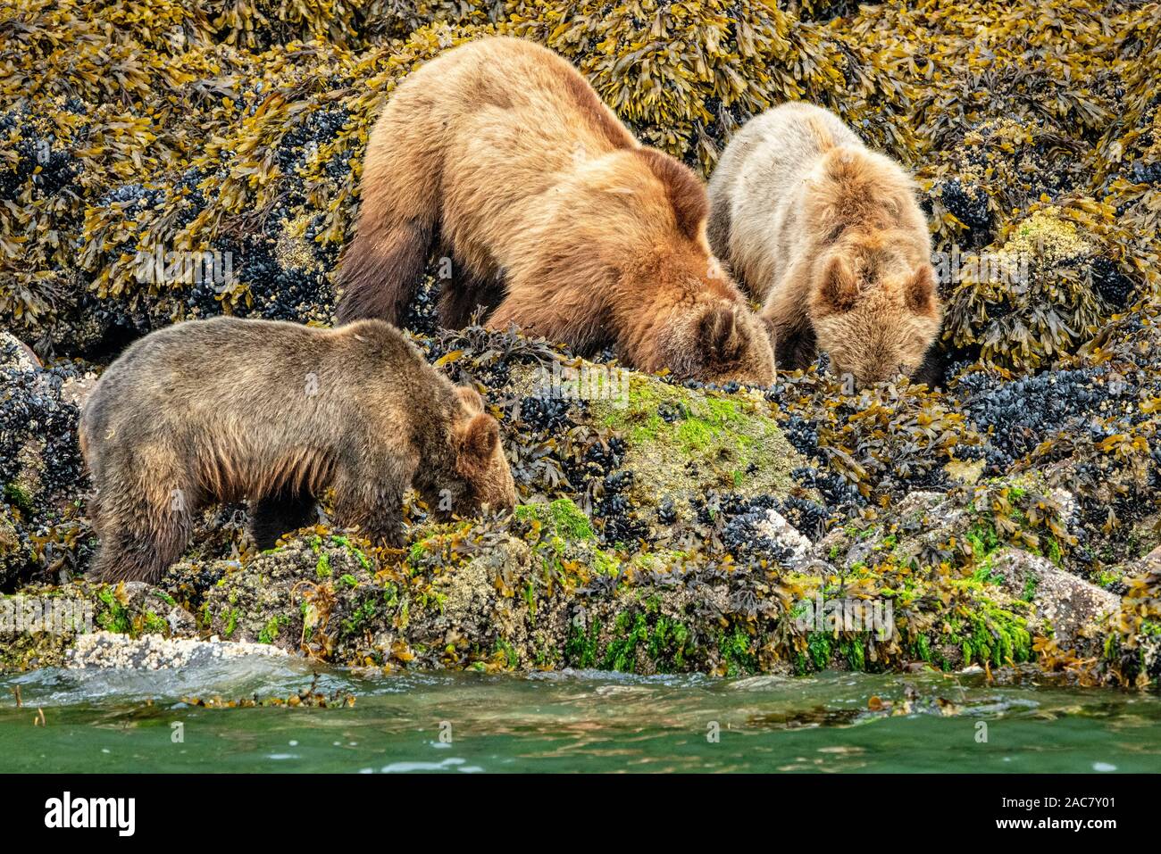 Grizzly Bär sow mit ihren zwei jungen entlang der niedrigen tideline im Knight Inlet, erste Nationen Gebiet, British Columbia, Kanada schlemmen. Stockfoto