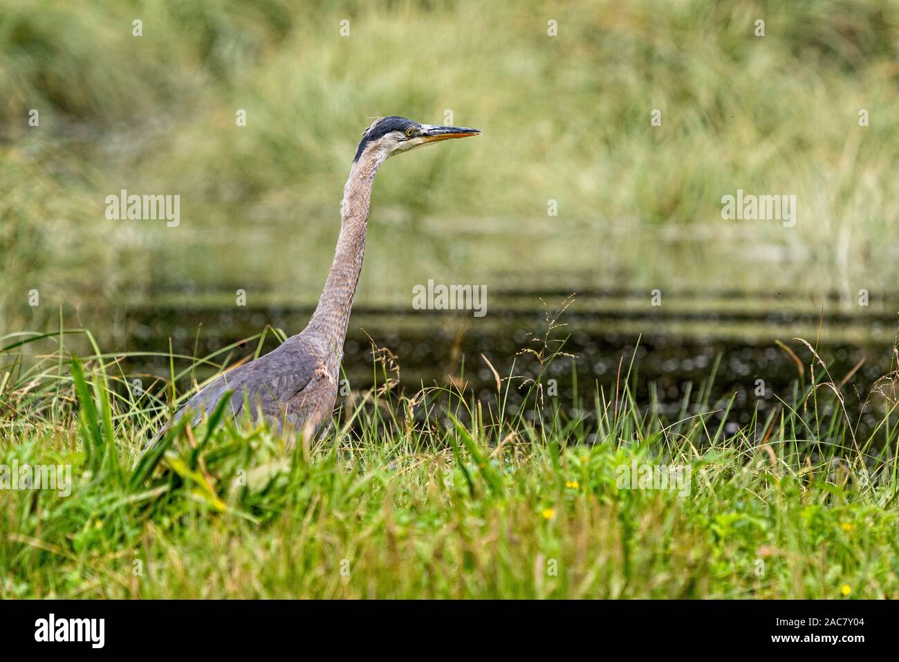 Great Blue Heron in Hoeya Sound, Knight Inlet, erste Nationen Gebiet, British Columbia, Kanada. Stockfoto