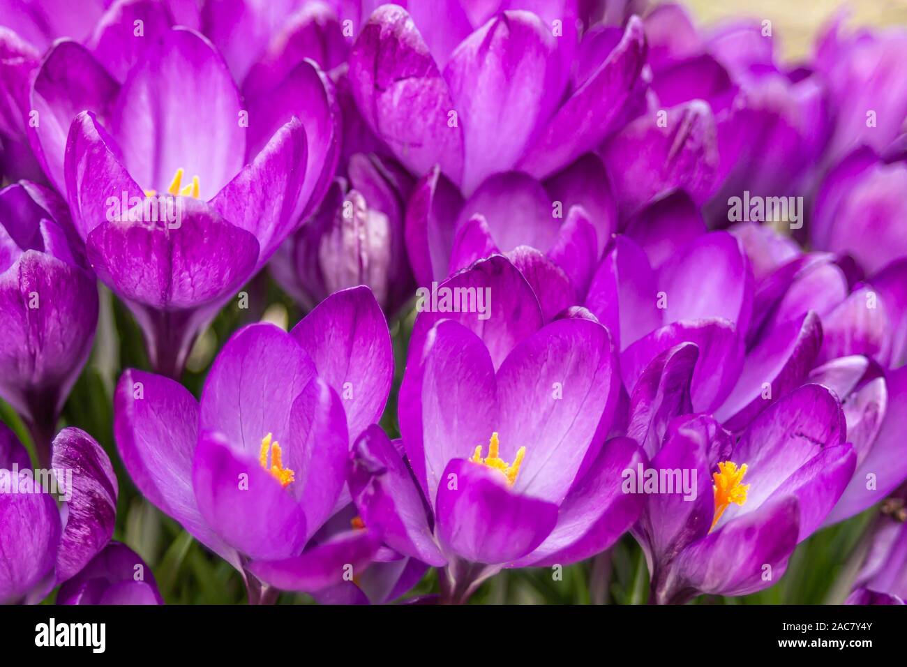 Krokus, Krokusse oder Plural croci ist eine Gattung von Blütenpflanzen in der iris Familie. Eine einzelne Krokus, ein paar Krokusse, einer Wiese, close-up Stockfoto