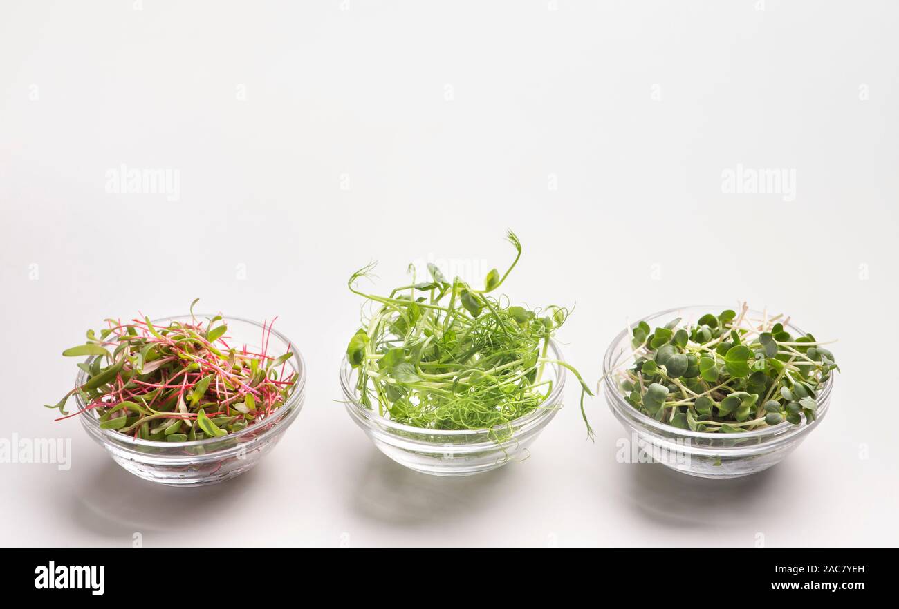 Frische Sämlinge oder microgreens in Glasplatten auf Weiß Stockfoto