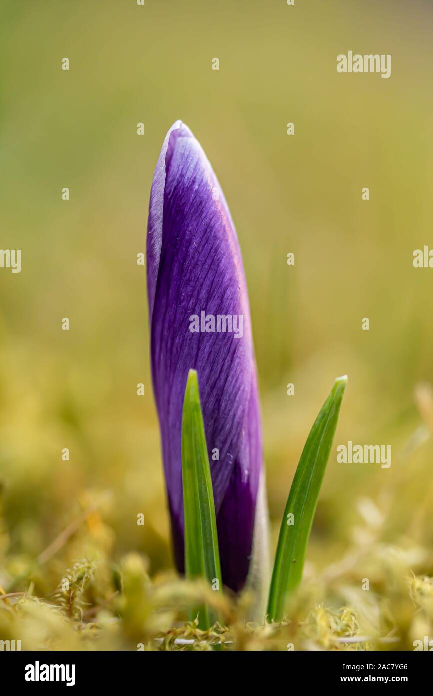 Krokus, Krokusse oder Plural croci ist eine Gattung von Blütenpflanzen in der iris Familie. Eine einzelne Krokus, ein paar Krokusse, einer Wiese, close-up Stockfoto