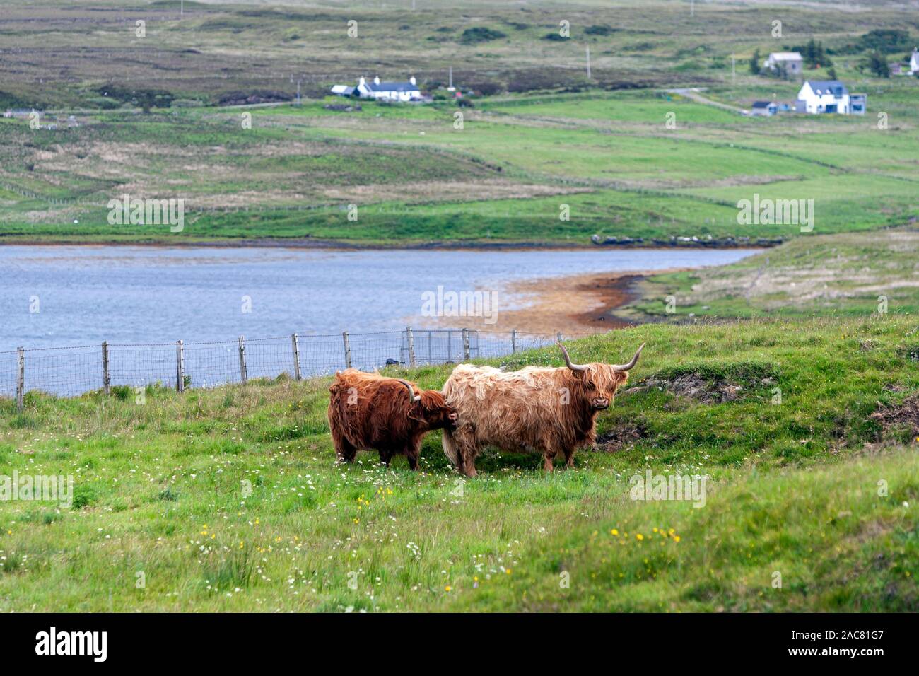 Highland Cattle in Roag, Insel Skye, Schottland, Großbritannien Stockfoto