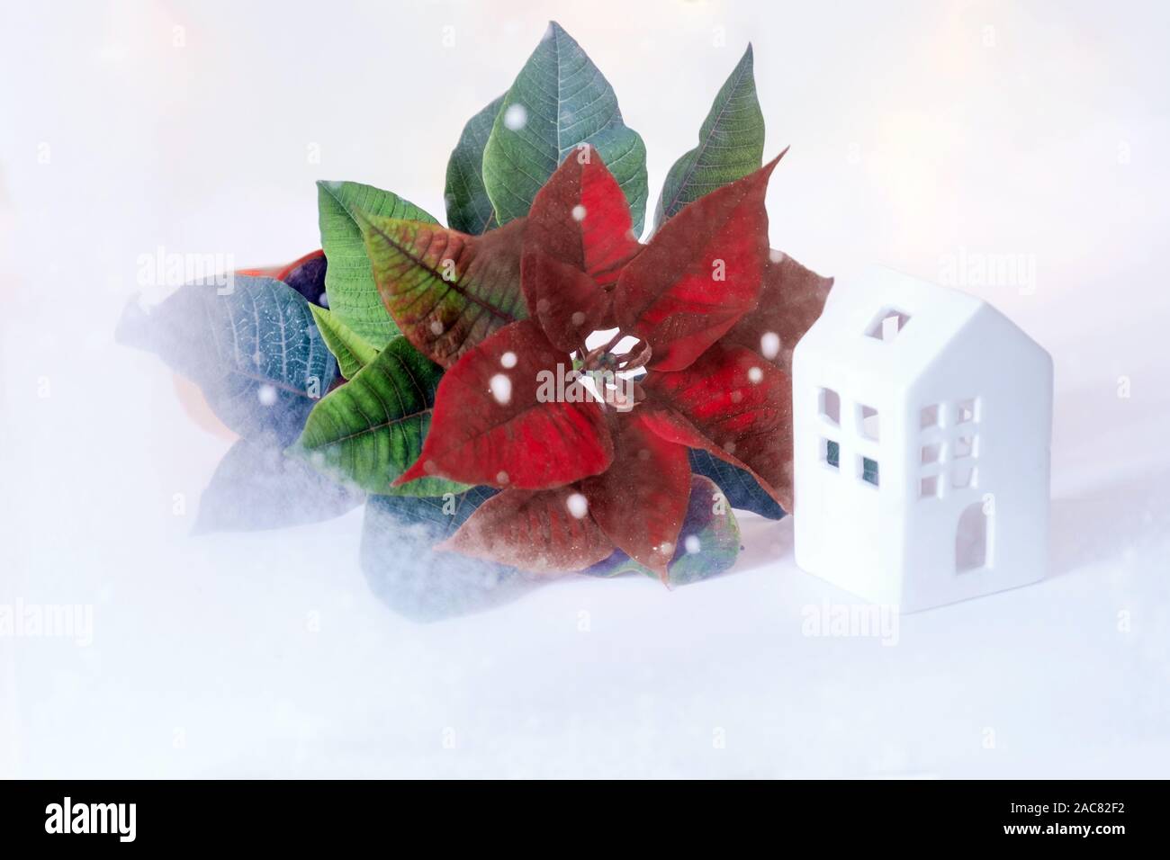 Rote Pflanze der Weihnachtsstern auf weißem Hintergrund mit weißen Häuschen. Rote Blume außerhalb des Fensters mit Frost uns ein Symbol für Urlaub. Stockfoto