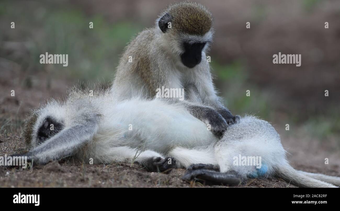 Grüne Meerkatzen (Chlorocebus pygerythrus) pflegen. Tarangire Nationalpark, Tansania. Stockfoto