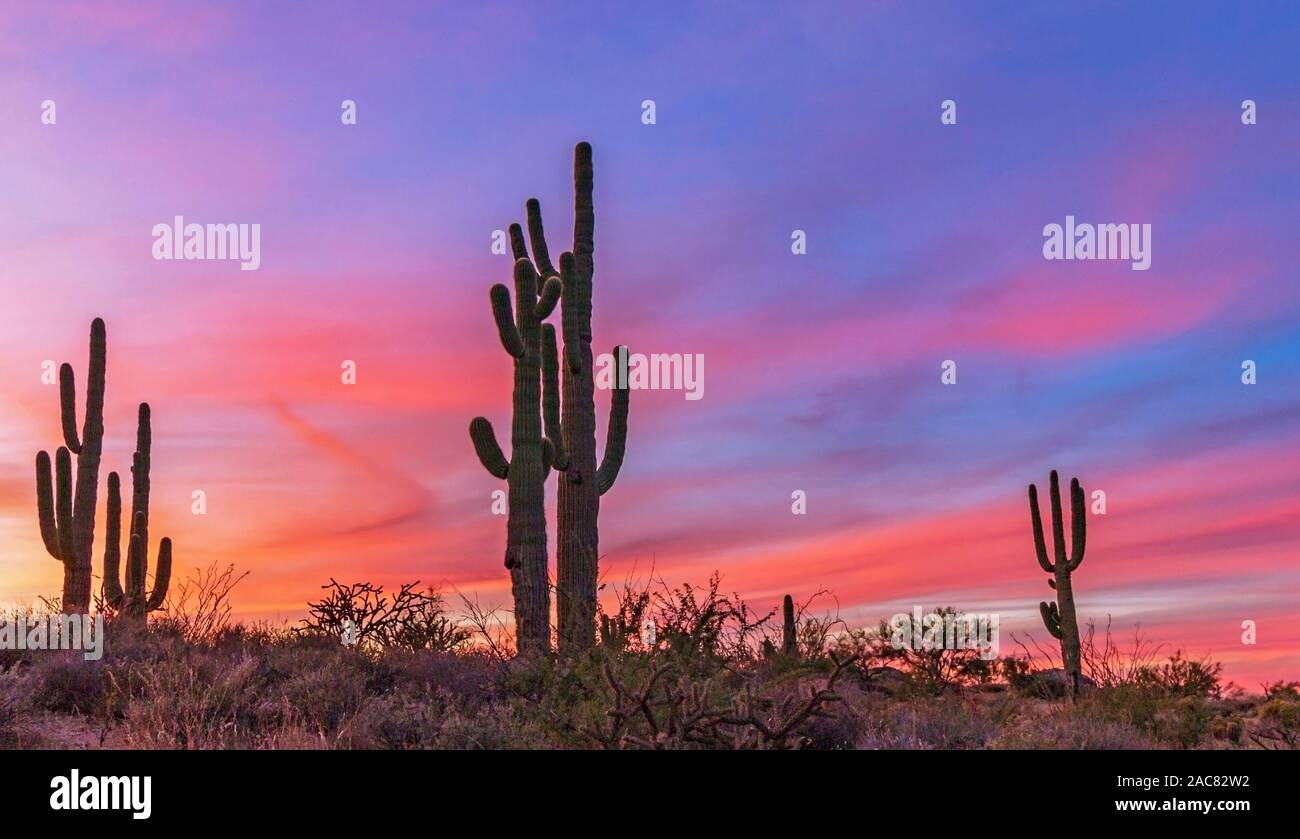 Ein Stand von Saguaro Kaktus mit bunten Sonnenuntergang Himmel in North Scottsdale, AZ, Stockfoto