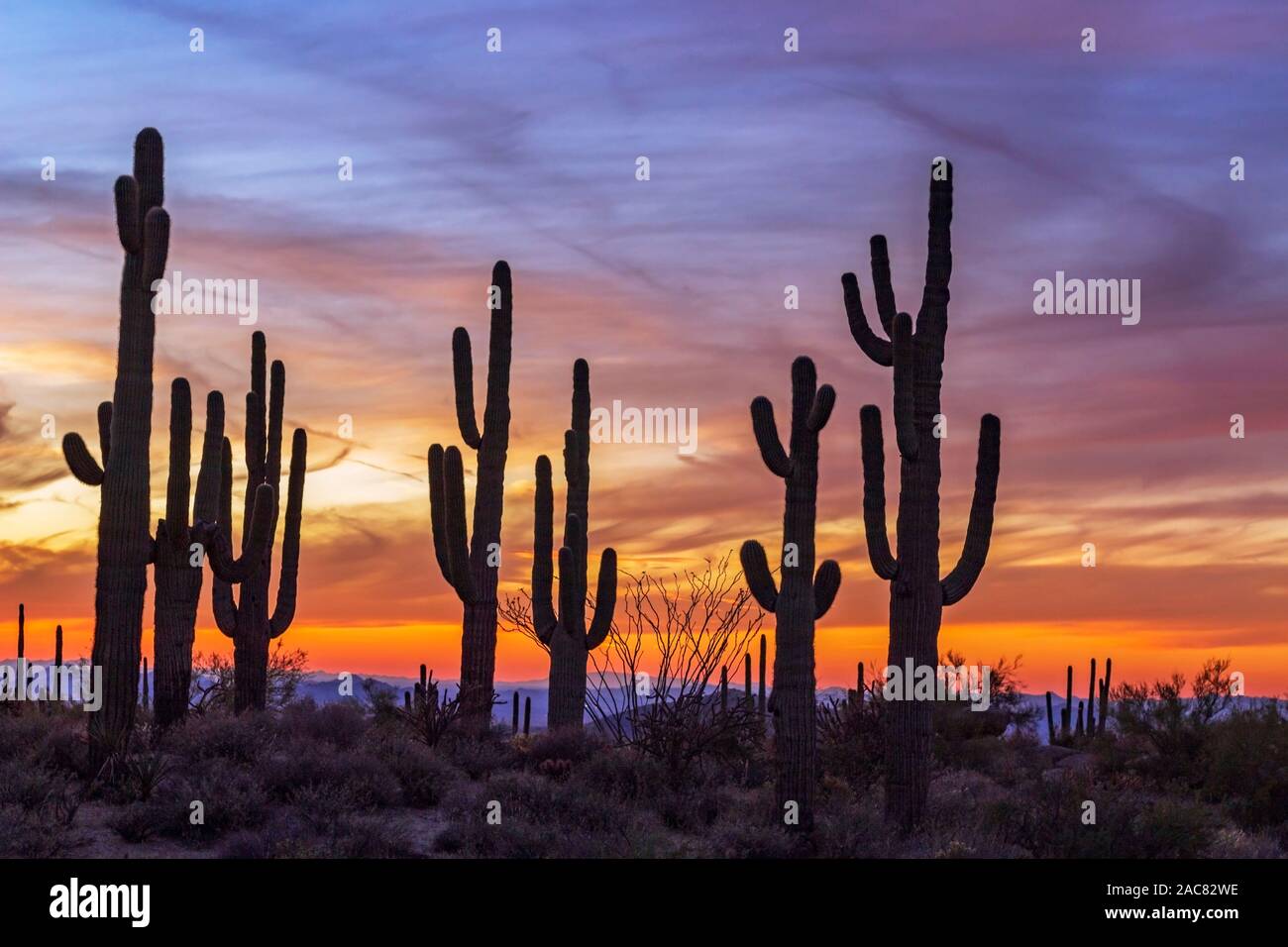 Silhouette Stand von bold Saguaro Kaktus bei Sonnenuntergang in Arizona in der Nähe von Scottsdale. Stockfoto