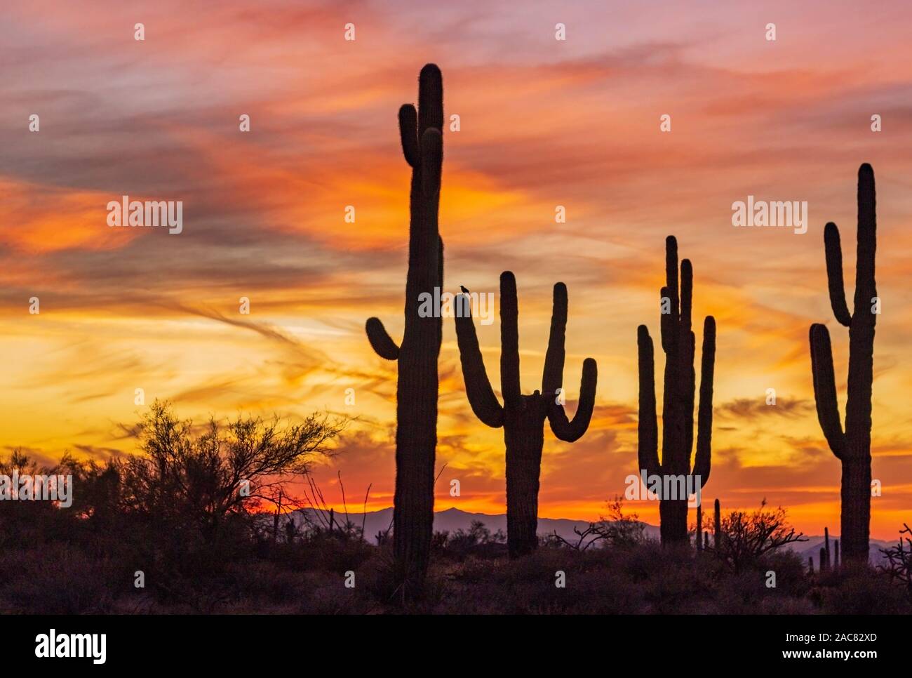 Ein Stand von Saguaro Kaktus mit bunten Sonnenuntergang Himmel in North Scottsdale, AZ Wüste zu bewahren und den Park. Stockfoto