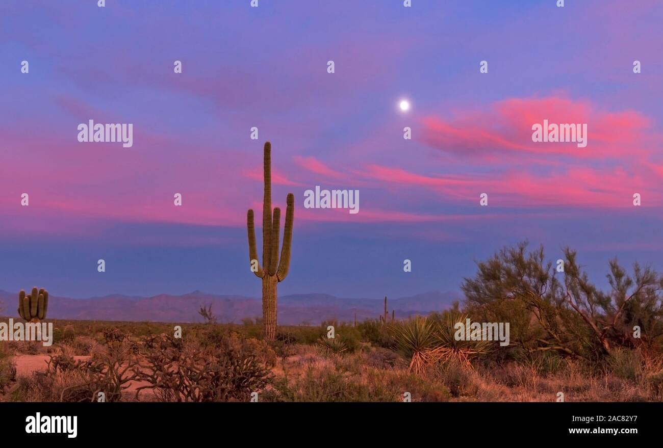 Lebendige Sonnenuntergang Himmel mit einem Solo Saguaro Kaktus und Mond in North Scottsdale, AZ. Stockfoto