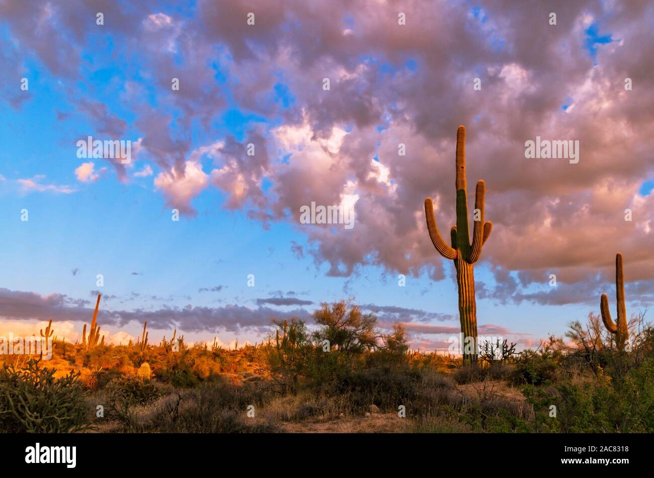 Bunte Himmel und Saguaro Kaktus in der Dämmerung in North Scottsdale, Arizona. . Stockfoto